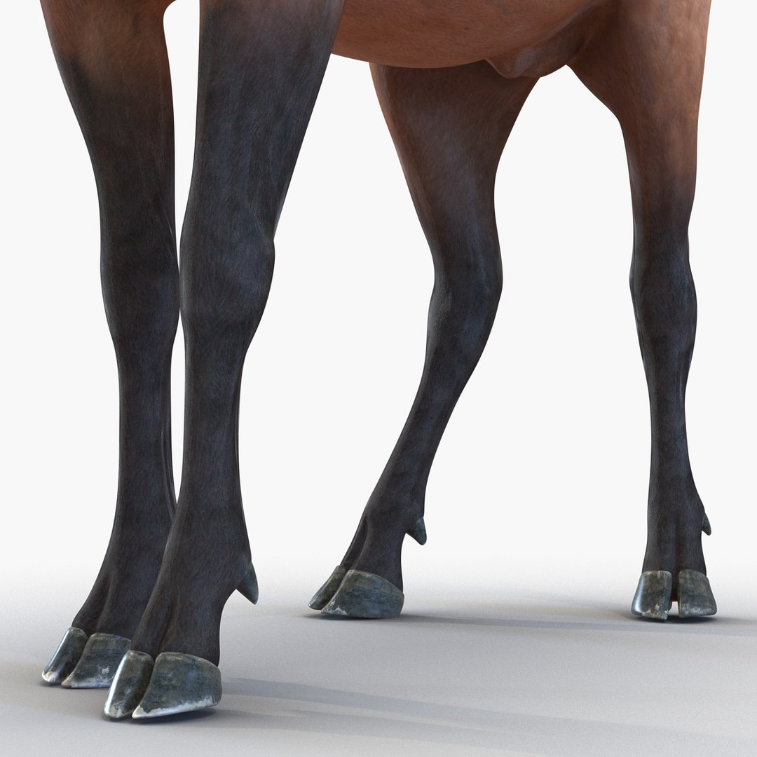 c4d elk pose 2 https://p.turbosquid.com/ts-thumb/4X/NVjBEP/lcerSNTH/3dsmodelofelk17/jpg/1447699323/1920x1080/fit_q87/7b253e5c139ebdbdc93a168a19275263491534d6/3dsmodelofelk17.jpg