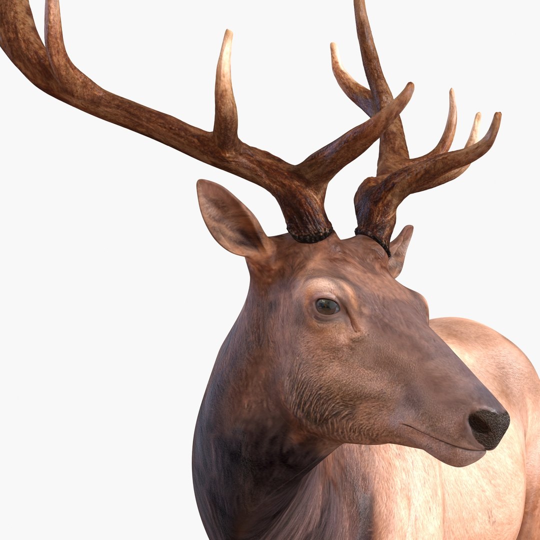 c4d elk pose 2 https://p.turbosquid.com/ts-thumb/4X/NVjBEP/mBAfPqhJ/3dsmodelofelk20/jpg/1447699323/1920x1080/fit_q87/bac23a66a47b66e17506541184ac313d68c0ca49/3dsmodelofelk20.jpg