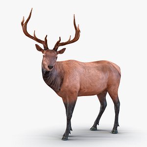 Elk Pose 2