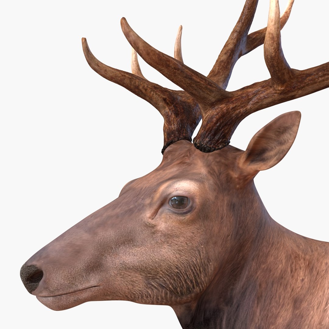 c4d elk pose 2 https://p.turbosquid.com/ts-thumb/4X/NVjBEP/pHFfka1E/3dsmodelofelk25/jpg/1447699323/1920x1080/fit_q87/4c92f9b4cbc494ece6805f94f94574d706419408/3dsmodelofelk25.jpg