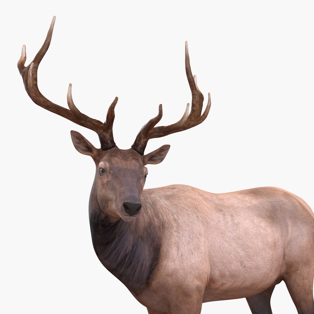 c4d elk pose 2 https://p.turbosquid.com/ts-thumb/4X/NVjBEP/y4tHJDSS/3dsmodelofelk22/jpg/1447699323/1920x1080/fit_q87/b2859413f730530ba24b9bd13e0f4c8e5e1c62df/3dsmodelofelk22.jpg