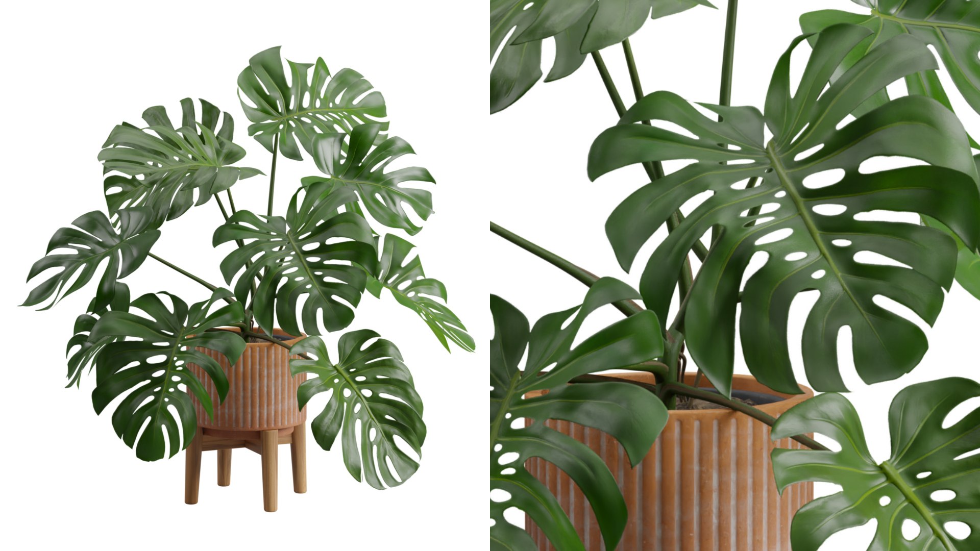 3D model Stand Pot Plant Monstera Deliciosa https://p.turbosquid.com/ts-thumb/4X/U6ZiJQ/CA/previewts01_0000/jpeg/1684622889/1920x1080/fit_q87/2cc84782674273ed17fbfa50e257fc42cdd291b6/previewts01_0000.jpg