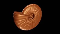 Discocone Conch Ornamented