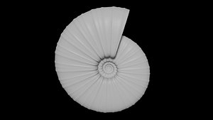 3D model discocone conch ornamented shell