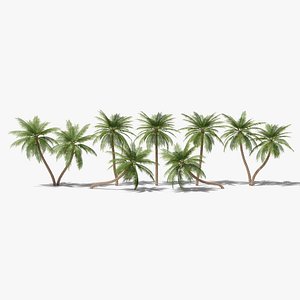3D Date Palms Collection model