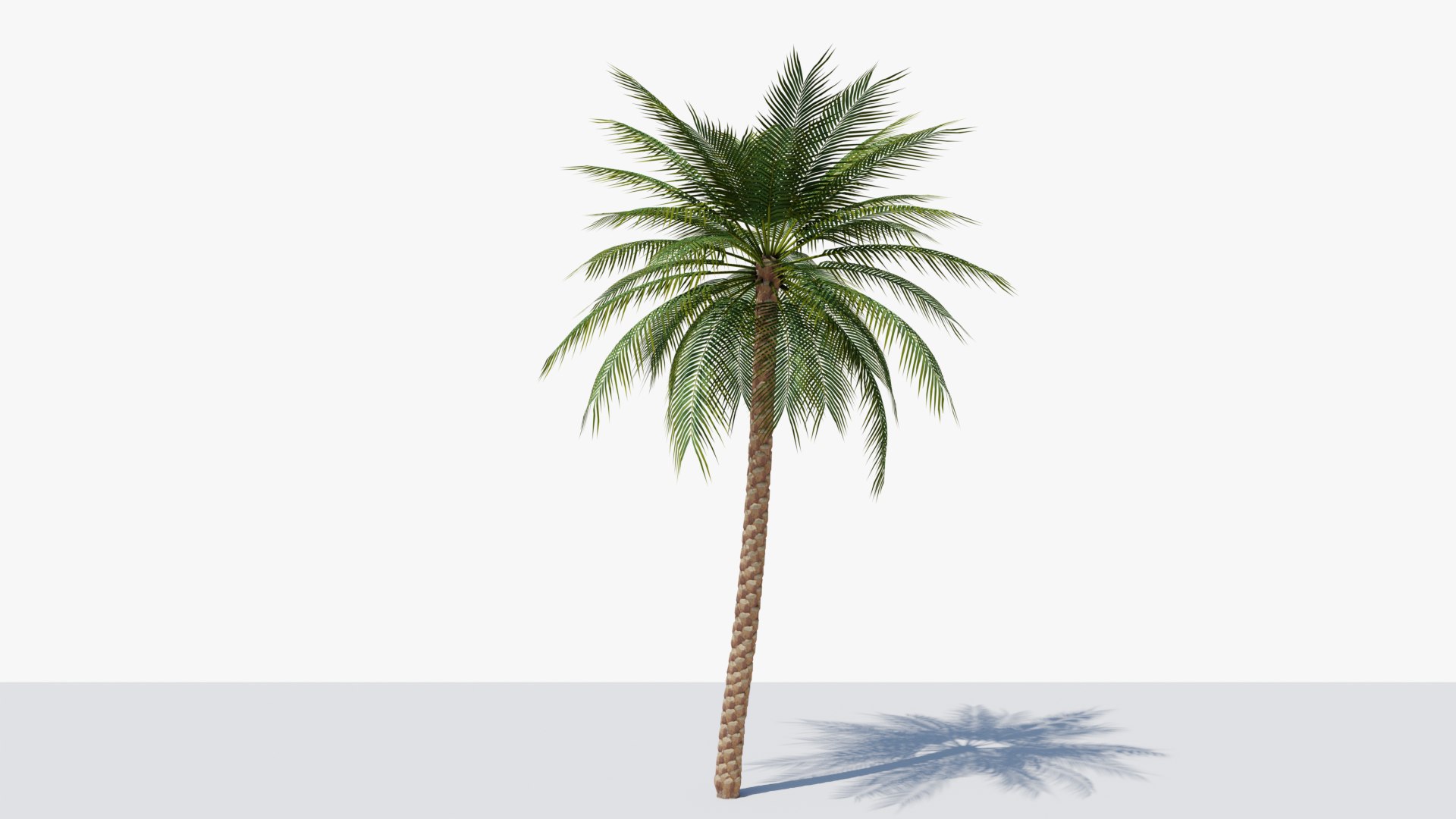 3D Date Palms Collection model https://p.turbosquid.com/ts-thumb/4X/bR518H/Am/1/png/1673870622/1920x1080/fit_q87/b15fb51b3e96ea9937b0f70107de9ce8c4d7769a/1.jpg