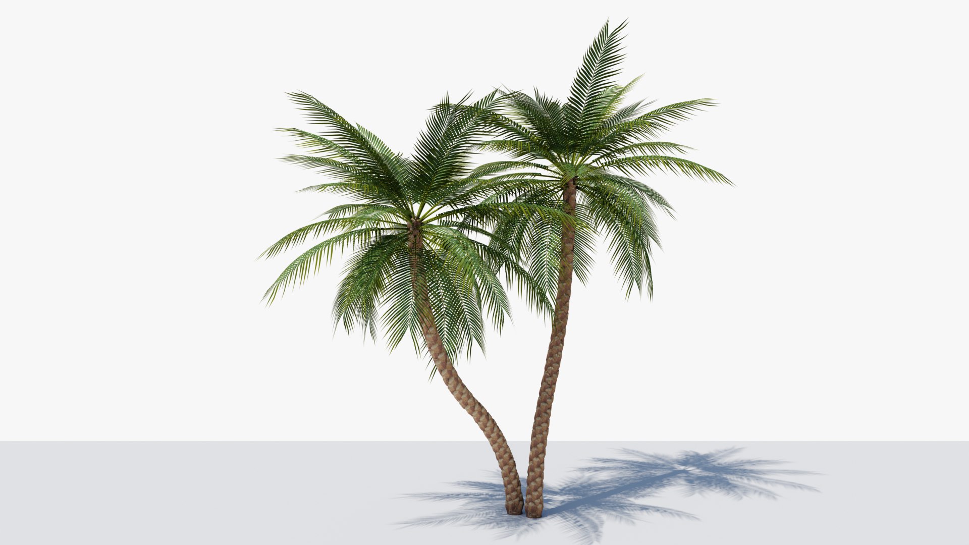 3D Date Palms Collection model https://p.turbosquid.com/ts-thumb/4X/bR518H/Ih/01/png/1674044719/1920x1080/fit_q87/7d1d7b922900785b8ed8ebb9c1d15ea956e3548e/01.jpg