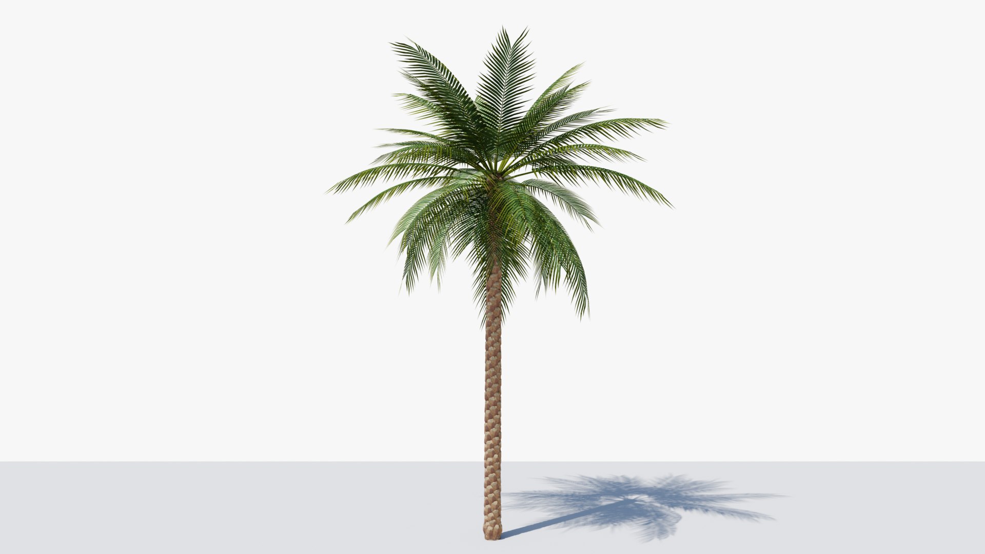 3D Date Palms Collection model https://p.turbosquid.com/ts-thumb/4X/bR518H/ky/1/png/1673794214/1920x1080/fit_q87/91d1b620560c9ea0f402752c111b0ee6875fbf3e/1.jpg