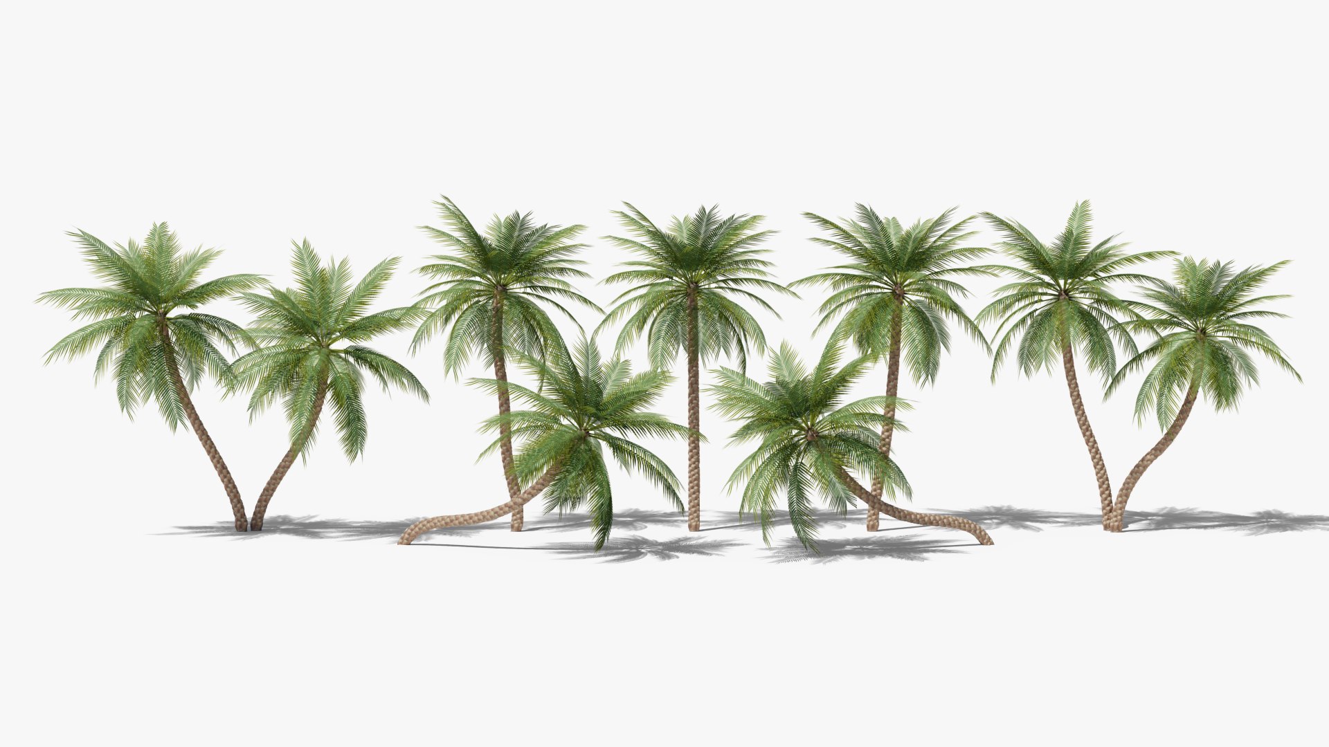 3D Date Palms Collection model https://p.turbosquid.com/ts-thumb/4X/bR518H/s7/234/png/1683828744/1920x1080/fit_q87/f01757c3bfaf0921f0df4f3bfcd941b93e65c212/234.jpg