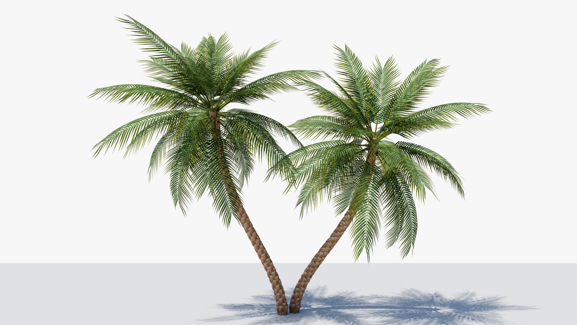 3D Date Palms Collection model https://p.turbosquid.com/ts-thumb/4X/bR518H/tJ/01/png/1674128624/1920x1080/fit_q87/f4f60cf920a1052f7fe2ada2f0534734b43b3977/01.jpg