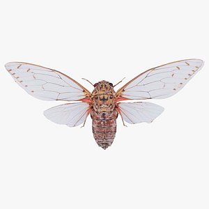 Pomponia Imperatoria Malaysia Remastered 3D model