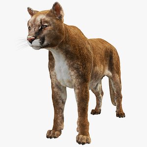 Cougar 3D model