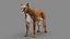 Cougar 3D model