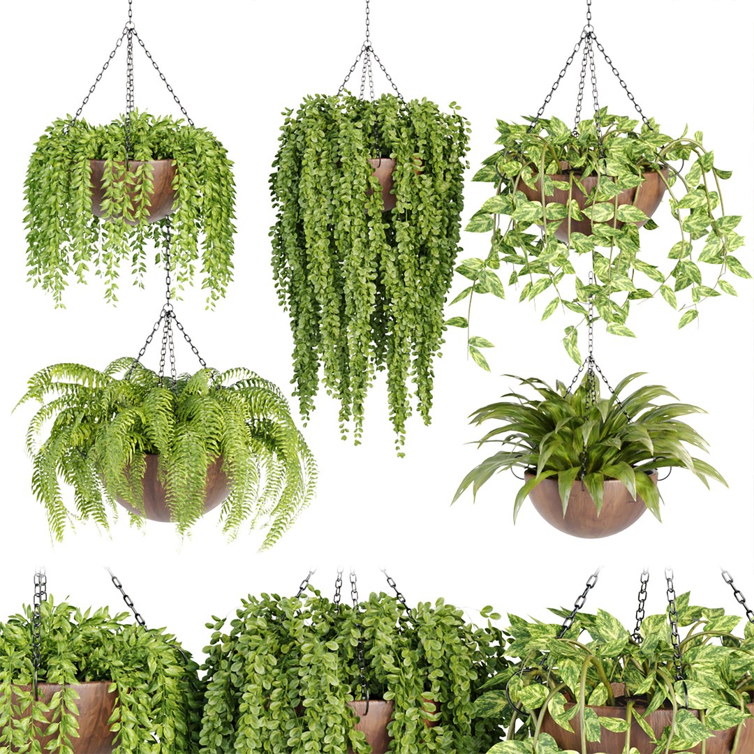 Hanging Plants Collection Vol 33 3D Model - TurboSquid 1958588