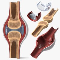 Synovial Joint Cross Section