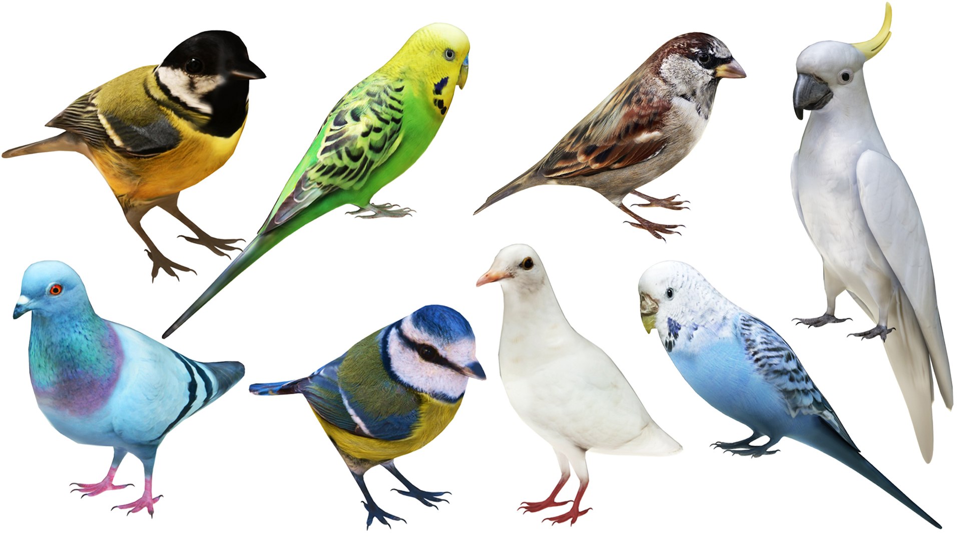 3D Small Bird Colleciton 8 In 1 - TurboSquid 2340632