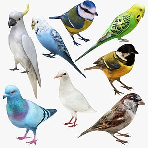 3D Small Bird Colleciton 8 in 1