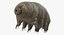 Tardigrade