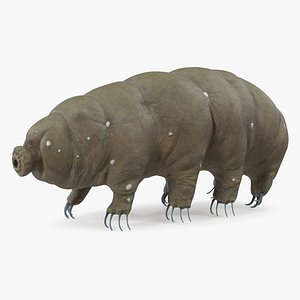 tardigrade microscopic water 3D model