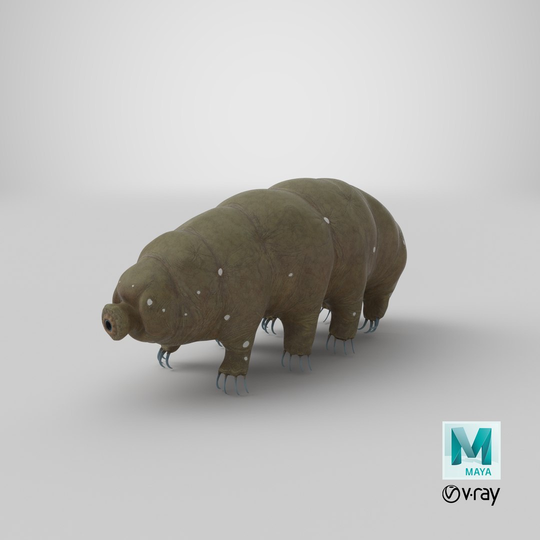 tardigrade microscopic water 3D model https://p.turbosquid.com/ts-thumb/4Y/MBXGqz/5y1K5COn/stemcell_maya_vray_render/png/1578980889/1920x1080/fit_q87/298761f777dc02f0e88bc9d4e9aa008d85d3a1d0/stemcell_maya_vray_render.jpg