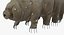 Tardigrade