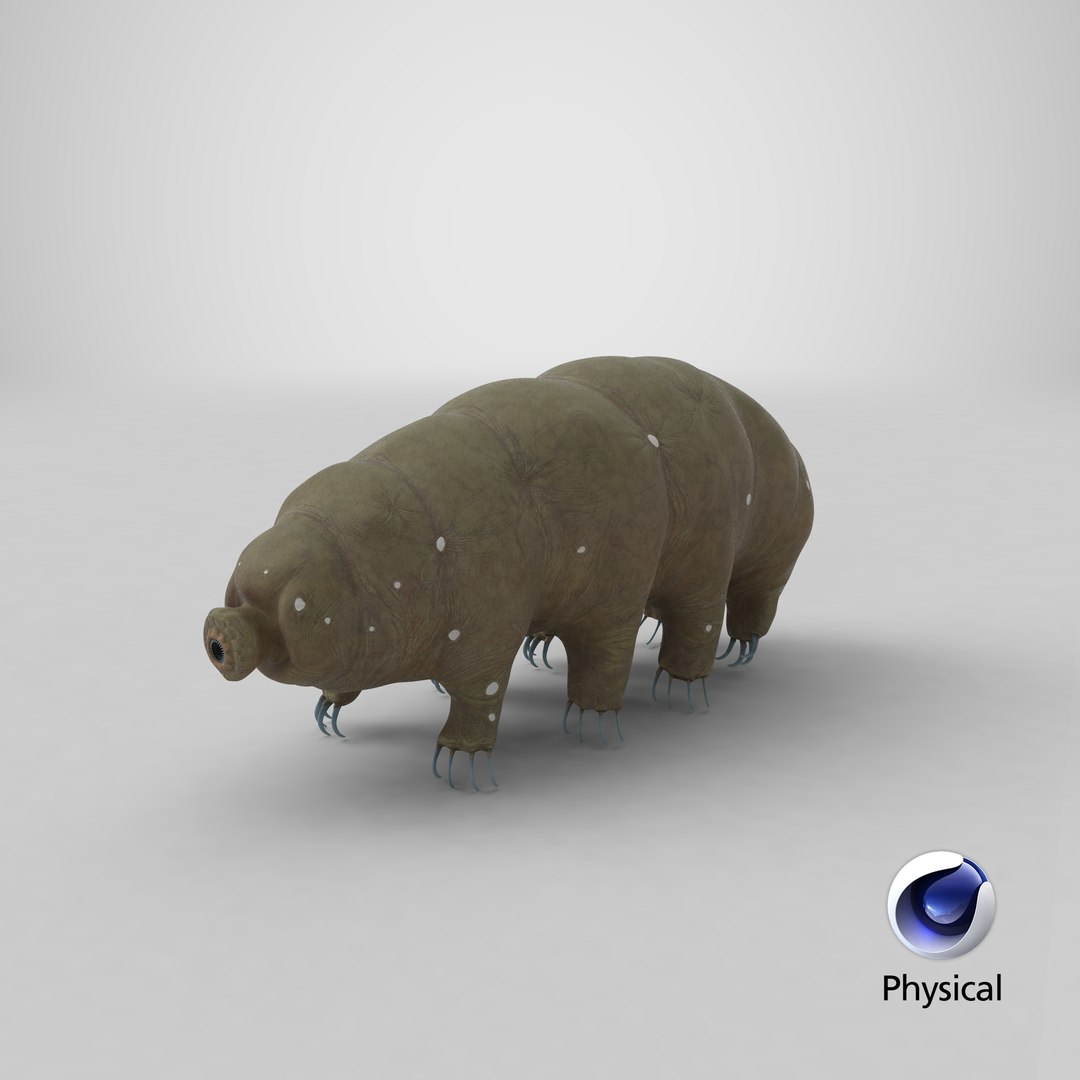 tardigrade microscopic water 3D model https://p.turbosquid.com/ts-thumb/4Y/MBXGqz/GkJzmBeQ/stemcell_cinema_4d_physical_render/png/1578980861/1920x1080/fit_q87/594bddf4066e2c6e212c6fb487917eabb6490137/stemcell_cinema_4d_physical_render.jpg