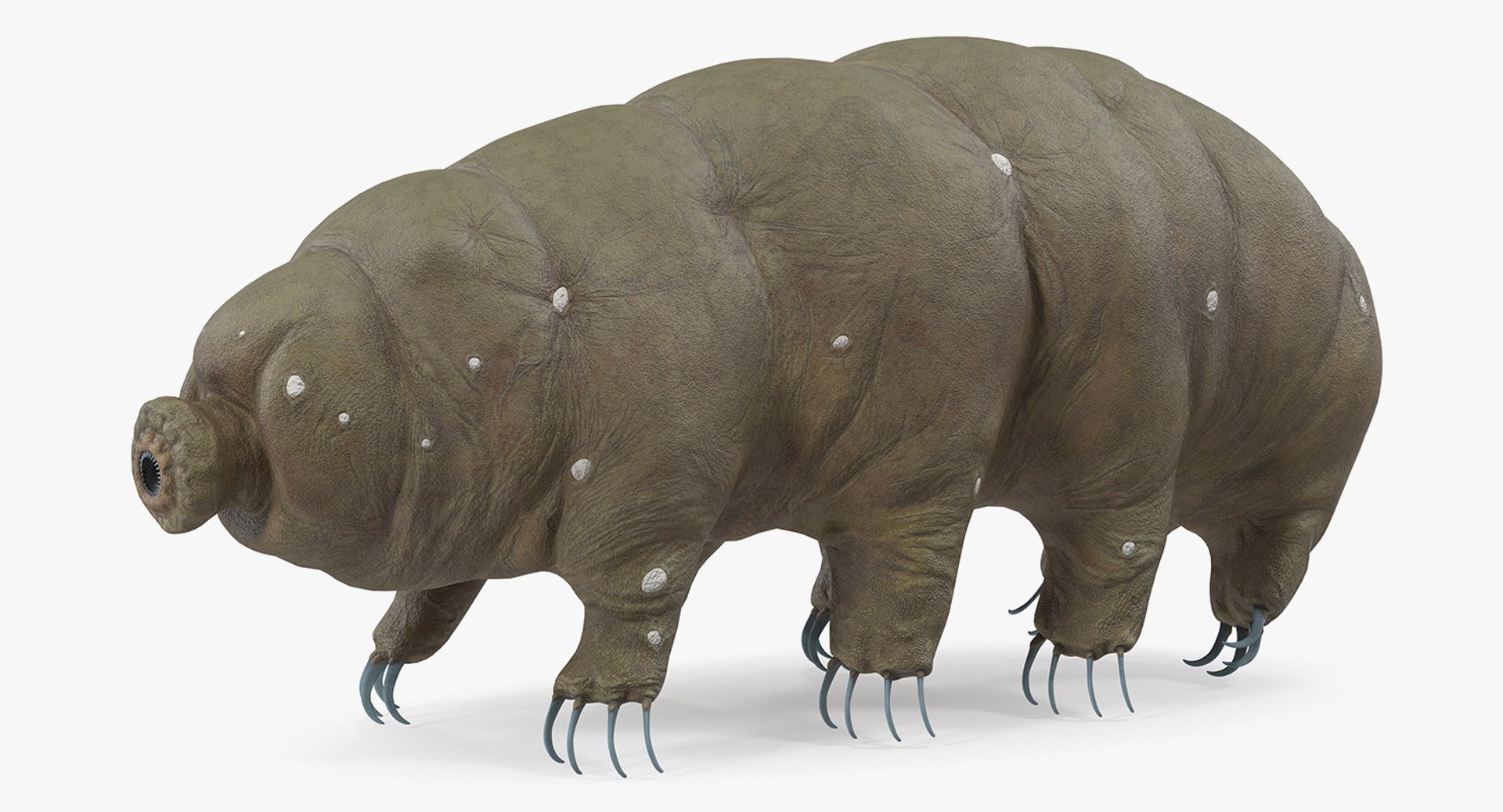 Tardigrade 3D model preview