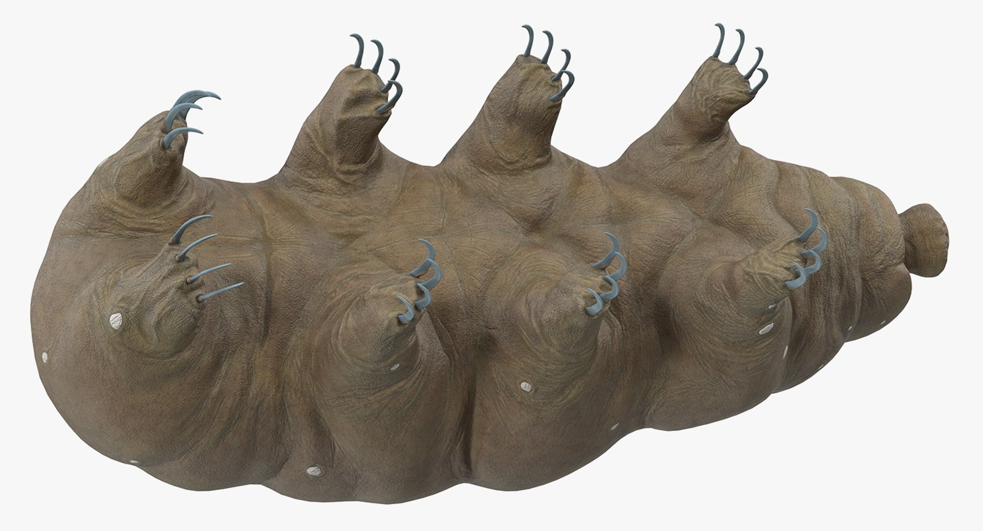 tardigrade microscopic water 3D model https://p.turbosquid.com/ts-thumb/4Y/MBXGqz/oa1UCgCi/tardigrademb3dmodel008/jpg/1560382948/1920x1080/fit_q87/f5af825c0b58f0a69334c3d5ba4951a042dd899c/tardigrademb3dmodel008.jpg