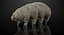 Tardigrade