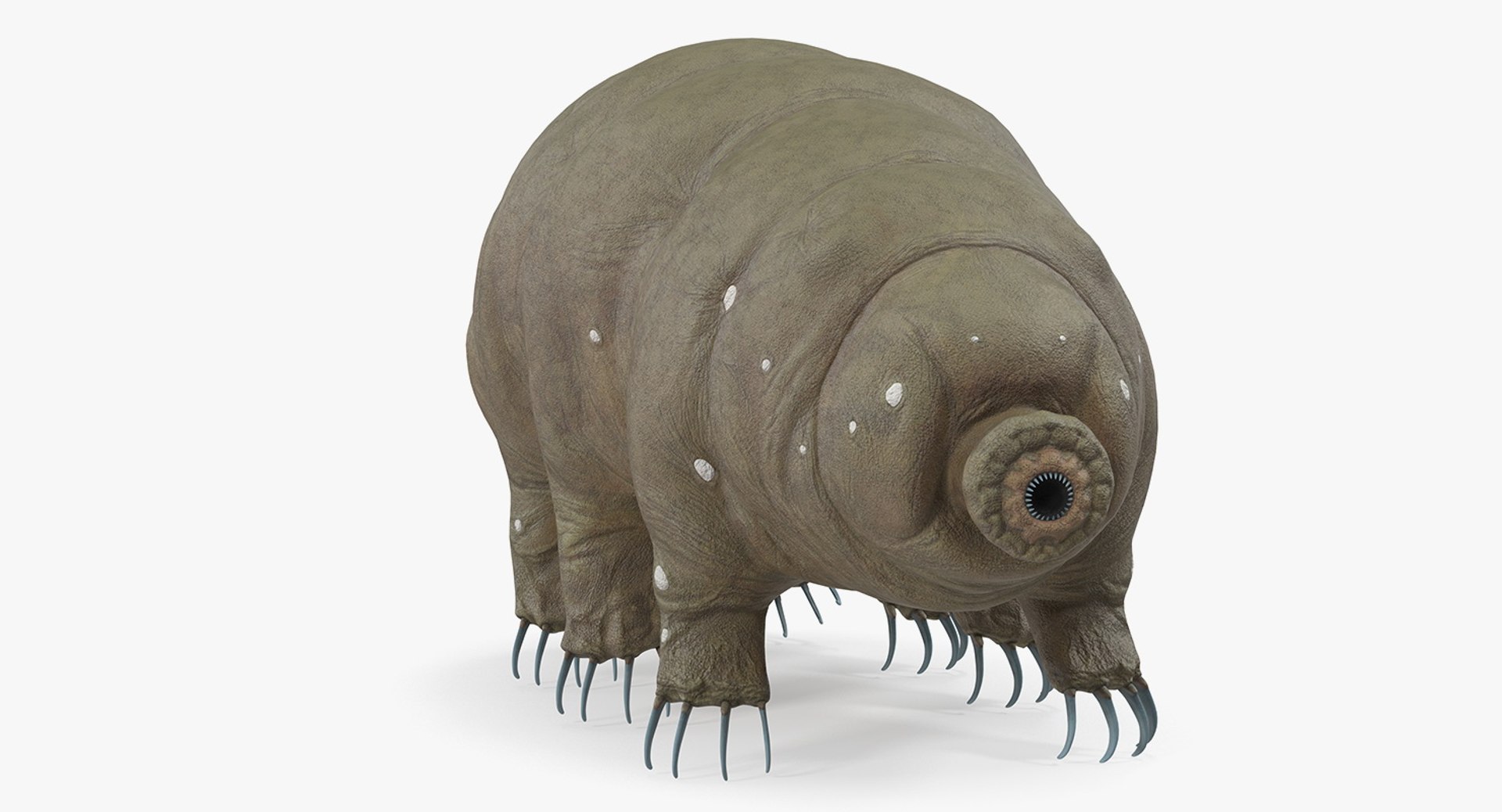 tardigrade microscopic water 3D model https://p.turbosquid.com/ts-thumb/4Y/MBXGqz/s5ruLb5a/tardigrademb3dmodel003/jpg/1560382934/1920x1080/fit_q87/09304a714f347c79a2332321dee28530e8c6fb9b/tardigrademb3dmodel003.jpg
