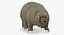 Tardigrade