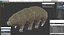 Tardigrade