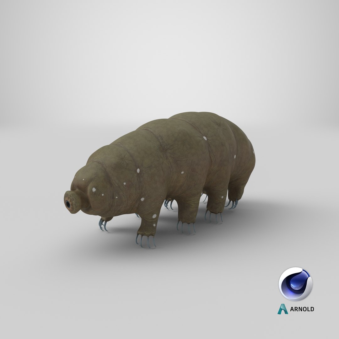 tardigrade microscopic water 3D model https://p.turbosquid.com/ts-thumb/4Y/MBXGqz/sX0OqJhp/stemcell_cinema_4d_arnold_render/png/1578980864/1920x1080/fit_q87/16e3630fad3fbe3398132839d88930a9c6519e7d/stemcell_cinema_4d_arnold_render.jpg