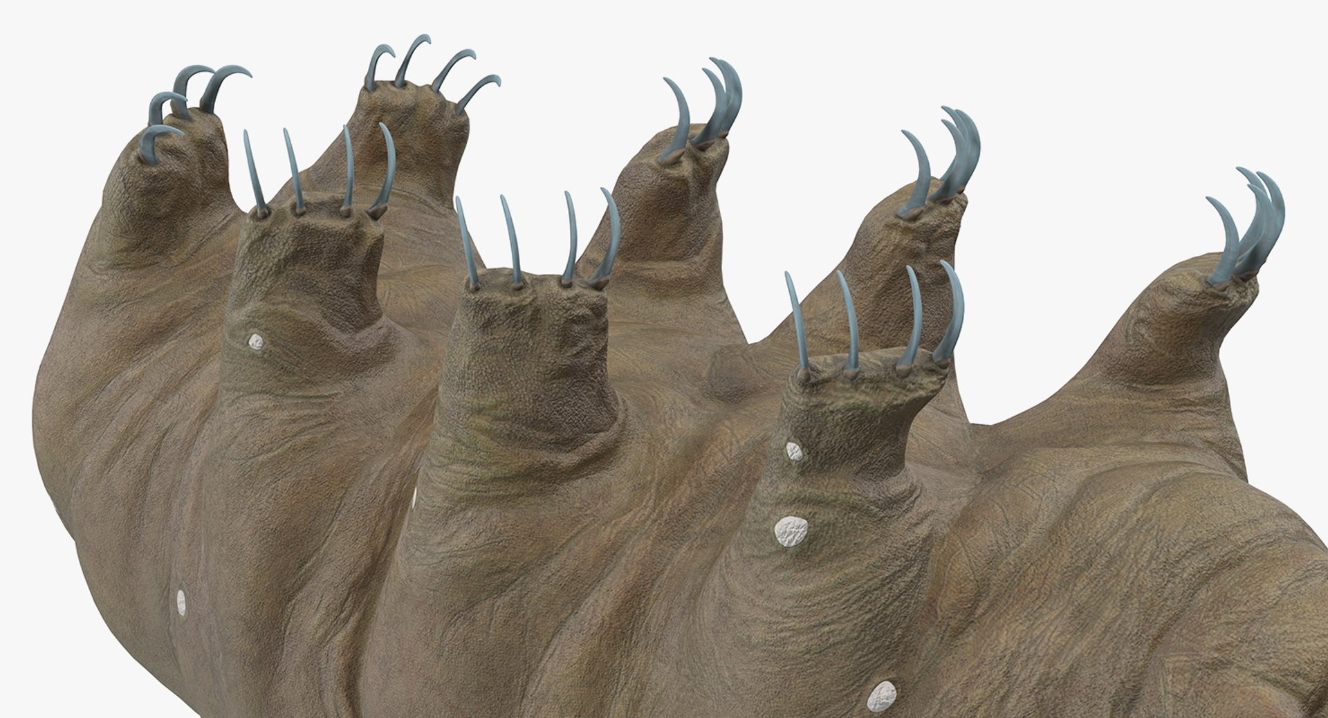 tardigrade microscopic water 3D model https://p.turbosquid.com/ts-thumb/4Y/MBXGqz/vdWHQXdo/tardigrademb3dmodel009/jpg/1560382951/1920x1080/fit_q87/e58e47383697eaad42a348dbdaa0128c4a408132/tardigrademb3dmodel009.jpg