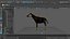 3D Okapi rigged model