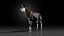 3D Okapi rigged model