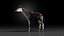 3D Okapi rigged model