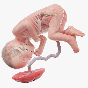 Fetus Anatomy Week 27 Animated 3D model