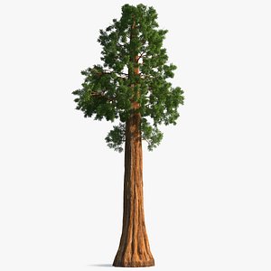 3D Giant Sequoia Sequoiadendron Giganteum model