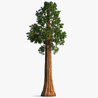 Giant Sequoia Sequoiadendron Giganteum