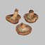 Shiitake Mushrooms Collection