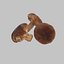Shiitake Mushrooms Collection