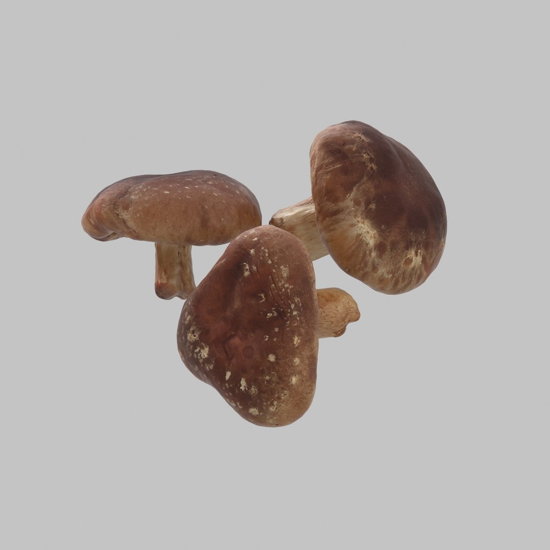 3d model shiitake mushroom https://p.turbosquid.com/ts-thumb/4Z/7D4wOD/UrWomsLR/03/jpg/1488301484/1920x1080/fit_q87/bd97db59cbe6aacd267576a8bb7926eb4462b8b1/03.jpg