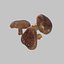 Shiitake Mushrooms Collection
