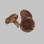 Shiitake Mushrooms Collection