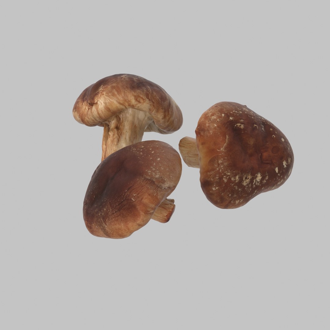 3d model shiitake mushroom https://p.turbosquid.com/ts-thumb/4Z/7D4wOD/pelcHNJQ/02/jpg/1488301484/1920x1080/fit_q87/ae365c3bb04a09fd414a36deb04ae56be055772f/02.jpg