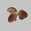 Shiitake Mushrooms Collection
