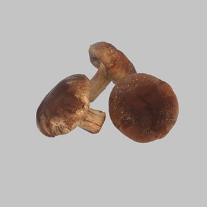 3d model shiitake mushroom