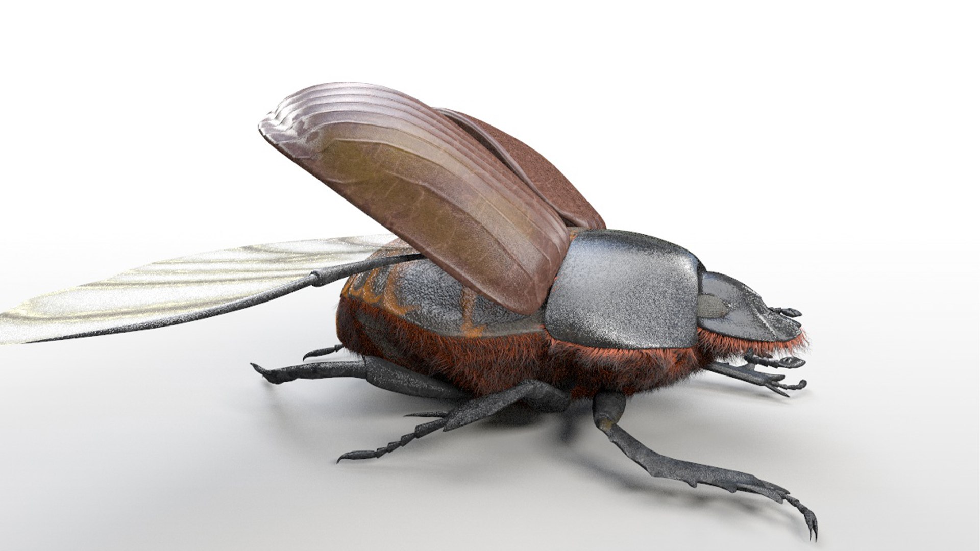 3D Model 5 Beetle Insects Collection - TurboSquid 2245303