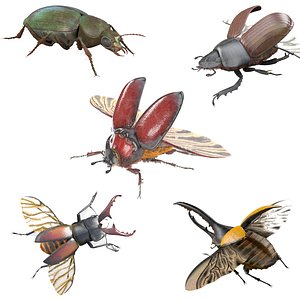 3D model 5 Beetle Insects Collection